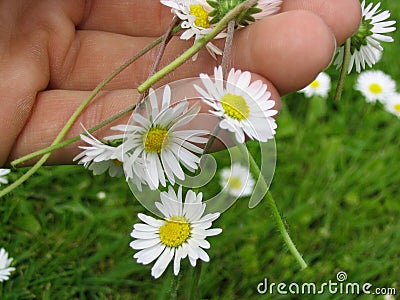 Flower chain of daisies Stock Photo