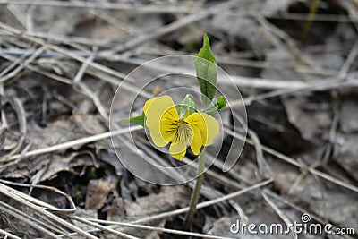 Lonely yellow flower among old dark leaves Stock Photo