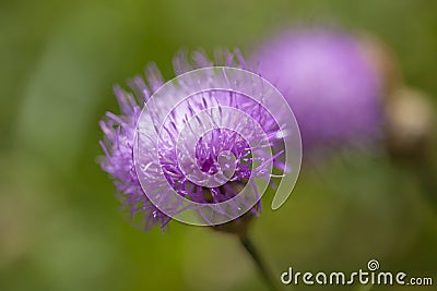 Flower Cheirolophus falcisectus Stock Photo