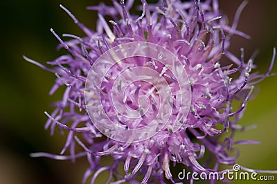 Flower of Cheirolophus sp, Cruz de Pajonales. Stock Photo