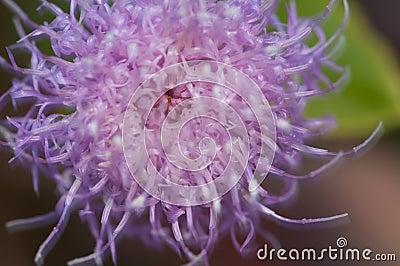 Flower of Cheirolophus sp. moved by the wind. Stock Photo