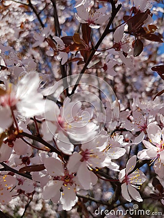 Flower cherry flo Stock Photo
