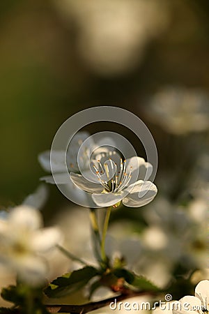 Flower cherry-tree Stock Photo