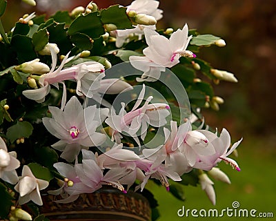 Flower Christmas Cactus. Schlumbergera truncatel white Stock Photo