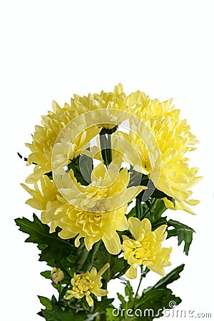 Flower a chrysanthemum yellow bush Stock Photo