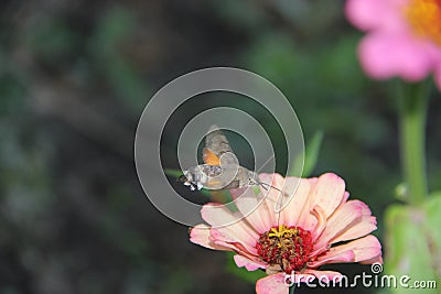 Cicada flower nectar nature Stock Photo