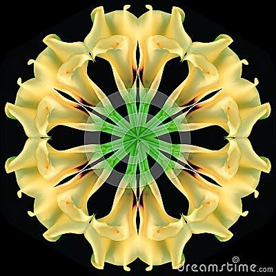 Flower circle recruited from callas Stock Photo