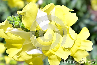 Flower close micro yellow garden Stock Photo