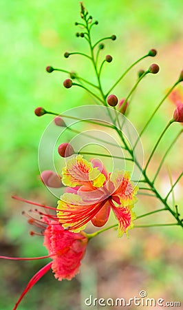 Flower close up-Royal Poinciana or Flamboyant (Delonix regia) Stock Photo