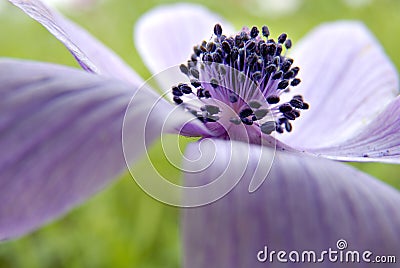 Flower closeup Stock Photo