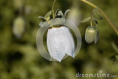 Flower of a Codonopsis clematidea plant Stock Photo