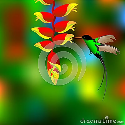 Flower with colibri. Vector Illustration