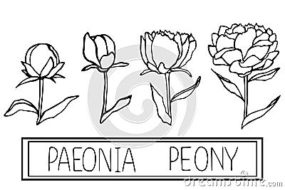 Hand drawn flower collection Vector Illustration