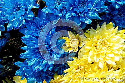 Flower colors of Ukrainian national flag Stock Photo