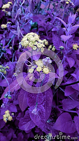 Flower colour lavender Stock Photo