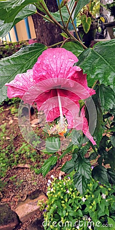 Flower colour plant Kerala greenery nice Stock Photo