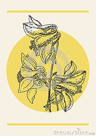 Flower columbine aquilegia branch sketch illustration poster. Vector Illustration