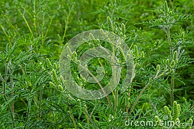 Flower of a common ragweed, Ambrosia artemisiifolia Stock Photo