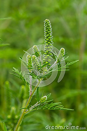 Flower of a common ragweed, Ambrosia artemisiifolia Stock Photo