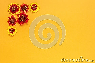 Flower composition. Several yellow red flowers in the top left corner on orange background. Flat lay Top-down composition. Copy Stock Photo