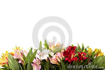 Flower composition on white background with copyspace Stock Photo