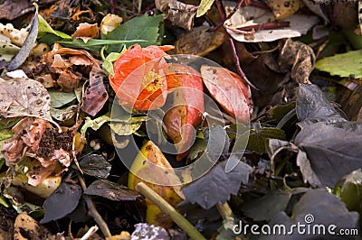 Flower on a compost heap Stock Photo