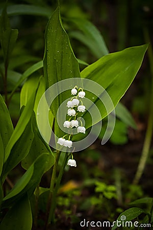 Flower Convallaria Majalis Grow In Forest. Stock Photo