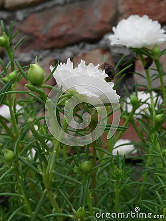 flower cool rainy Stock Photo