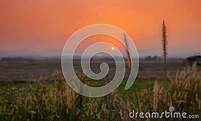 flower and copyspace at field when sunset time, selective focus, nature landscape concept. Stock Photo