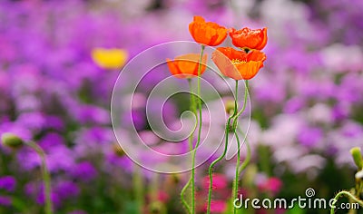 Flower of Corn poppy Stock Photo