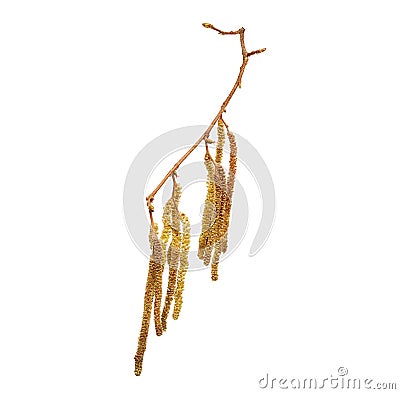 Flower of Corylus avellana, hazelnut in high definition. Spring allergen. Flower on white background Stock Photo