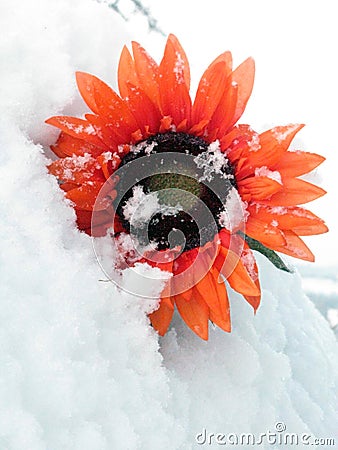 Flower cover in snow, onset of winter Stock Photo