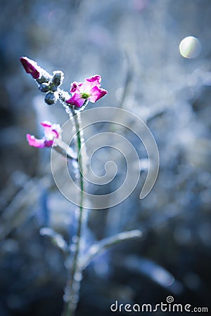 A flower covered with frost Stock Photo