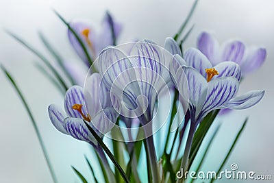 Crocus Stock Photo