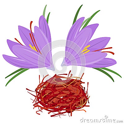 Saffron crocus flowers and threads. Vector illustration Vector Illustration