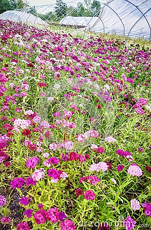 Flower cultivation Dianthus barbatus Stock Photo