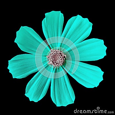 Flower cyan pink cosmos mexican aster, isolated on a black background. Close-up. Stock Photo