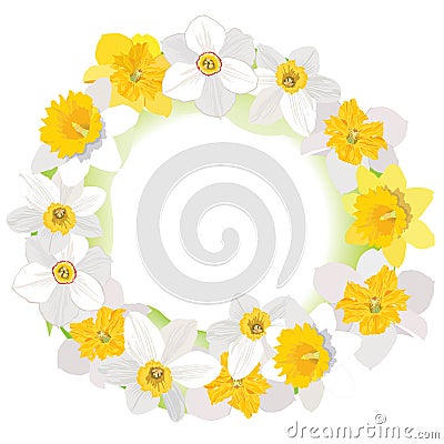 Flower daffodil frame isolated on white background. Floral decor. Stock Photo