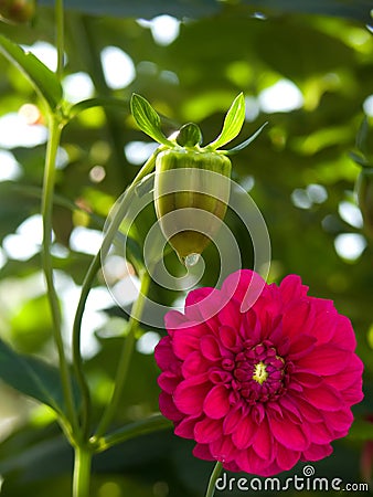Flower dahlia Stock Photo