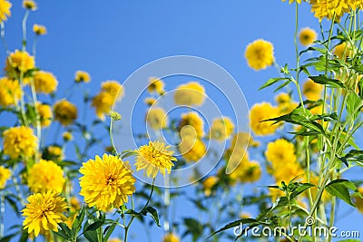 Flower dahlia Stock Photo