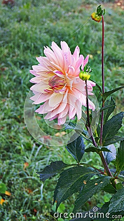 Flower of dahlia against background of green grass in autumn g Stock Photo