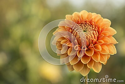 Flower Dahlia orange Stock Photo
