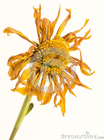 Wilted Dead dried flower Stock Photo