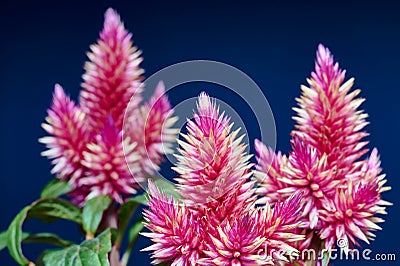 flower decorative Stock Photo