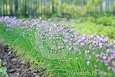 Flower decorative onion. Close-up of violet onions flowers on summer field. Stock Photo