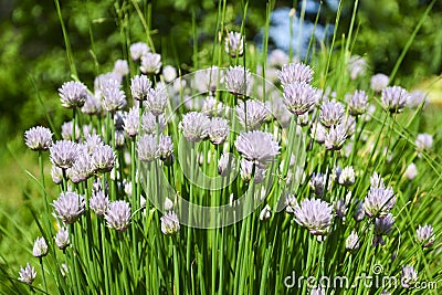 Flower decorative onion. Close-up of violet onions flowers on summer field. Beautiful blossoming onions. Garlic flowers Stock Photo