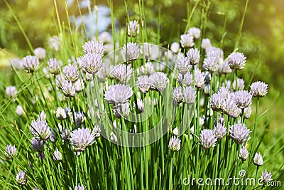 Flower decorative onion. Close-up of violet onions flowers on summer field. Beautiful blossoming onions. Garlic flowers Stock Photo