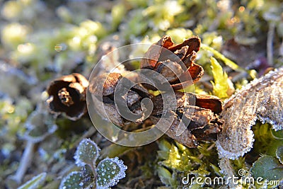 Ice Frost Winter Bud Flower Detail Grass Meadow Stock Photo