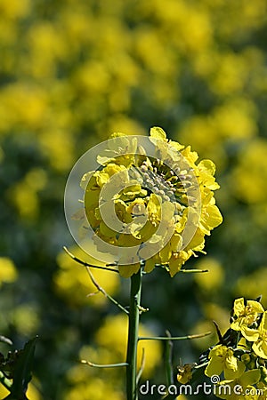 Flower Detail in Oilseed Rape Field, Norfolk, England, UK Stock Photo