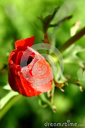 Flower Details (Anemone) Stock Photo